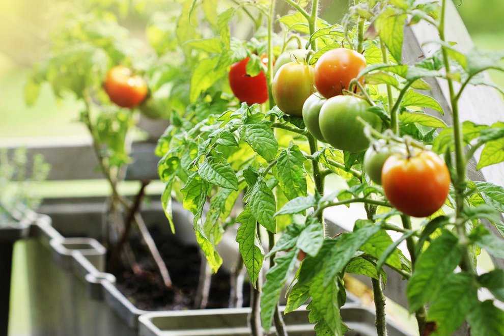 How to Grow Great Tomatoes on Your Patio.jpg